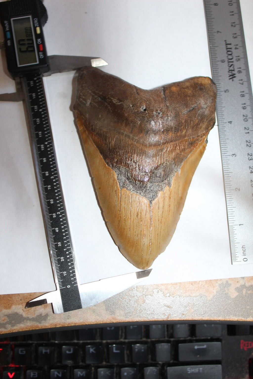 6 Inch Long Megalodon Shark Tooth Real Brown Giant Meg