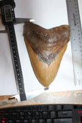 6 Inch Long Megalodon Shark Tooth Real Brown Giant Meg