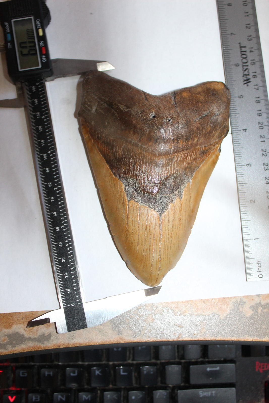 6 Inch Long Megalodon Shark Tooth Real Brown Giant Meg