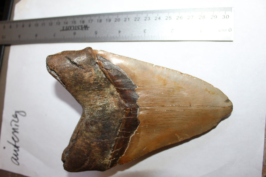 6 Inch Long Megalodon Shark Tooth Real Brown Giant Meg