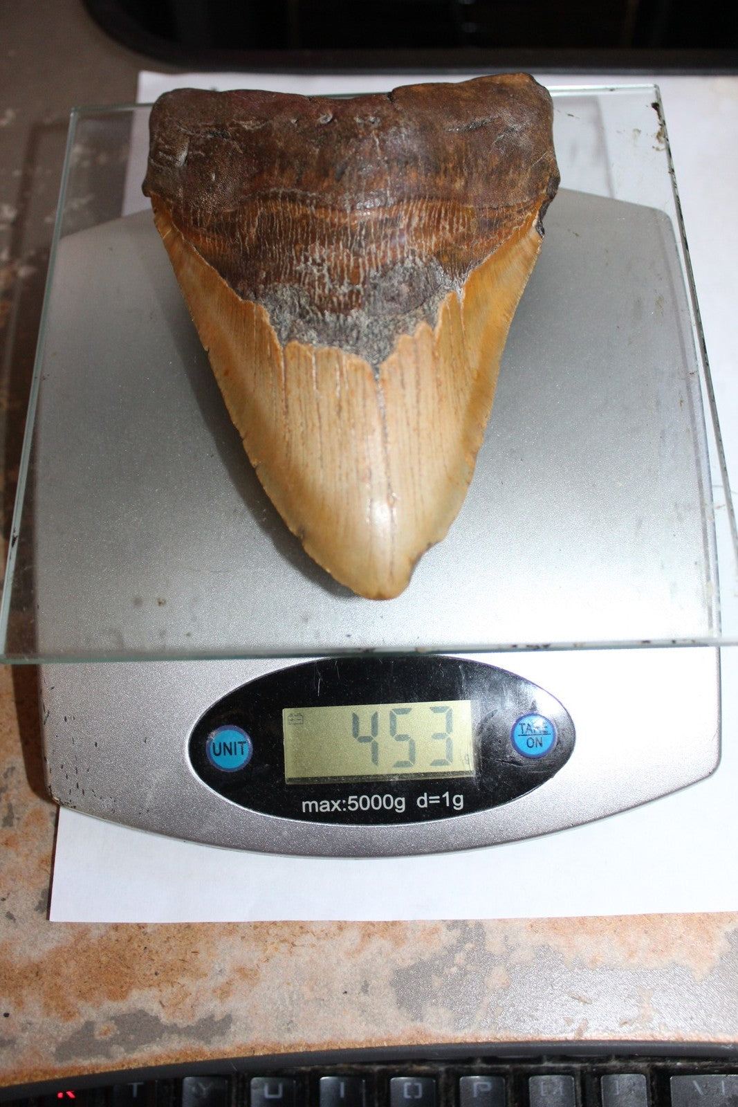 6 Inch Long Megalodon Shark Tooth Real Brown Giant Meg