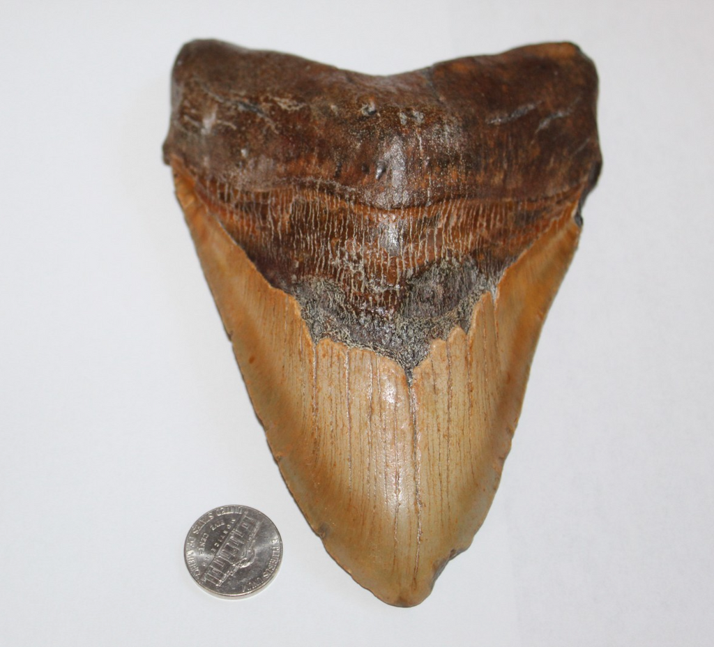 6 Inch Long Megalodon Shark Tooth Real Brown Giant Meg