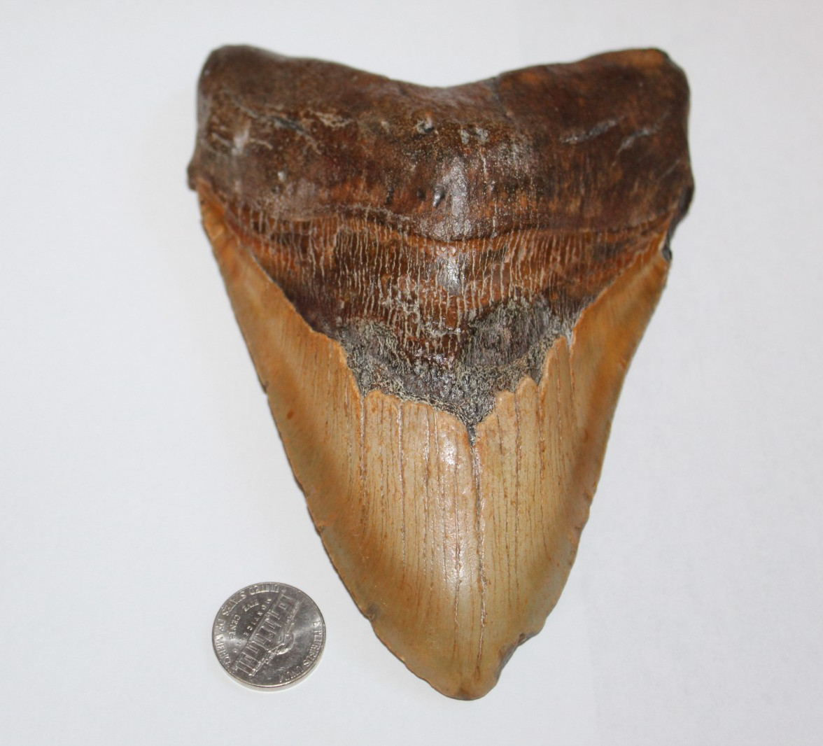 6 Inch Long Megalodon Shark Tooth Real Brown Giant Meg