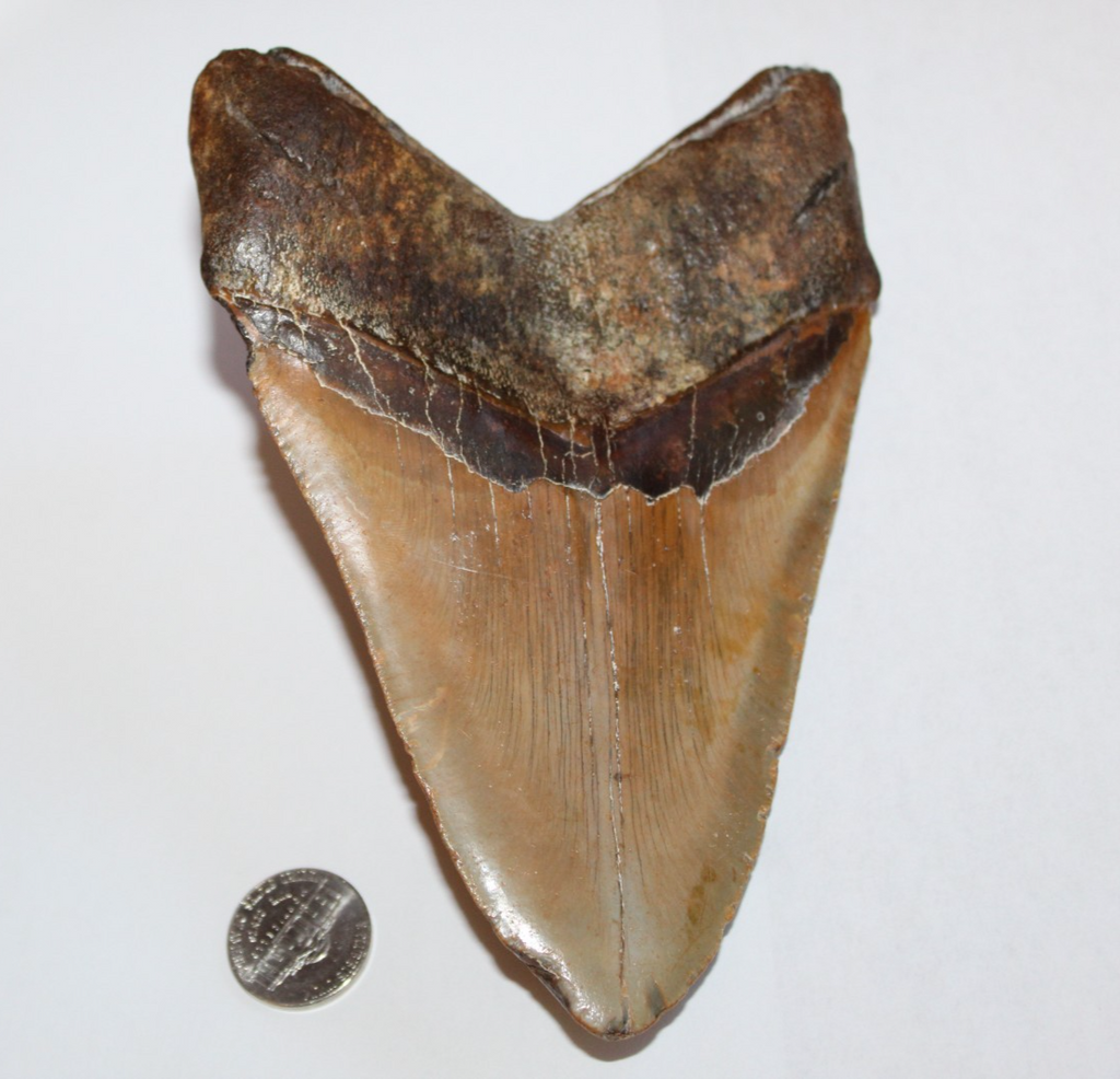 6 Inch Long Megalodon Shark Tooth Real Brown Giant Meg