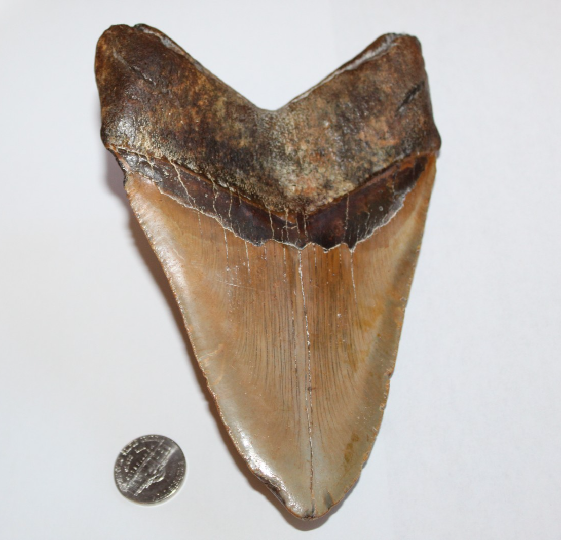 6 Inch Long Megalodon Shark Tooth Real Brown Giant Meg