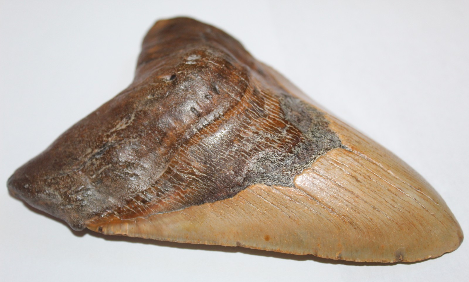6 Inch Long Megalodon Shark Tooth Real Brown Giant Meg