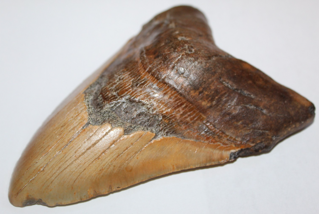 6 Inch Long Megalodon Shark Tooth Real Brown Giant Meg