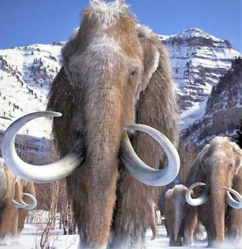 2g Woolly Mammoth Hair Large Real Fossil Fur Sample Tuft Clump