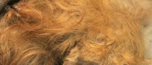 2g Woolly Mammoth Hair Large Real Fossil Fur Sample Tuft Clump
