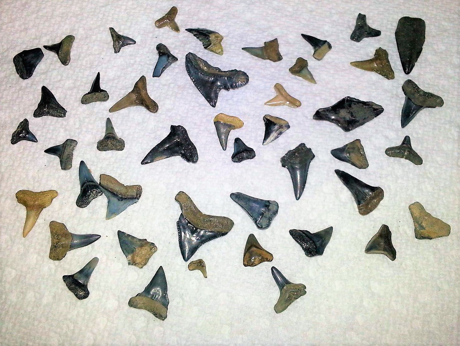 Shark Tooth Lot Bundle of 50 Partial Teeth Bull, Hammerhead, Dusky, Mako
