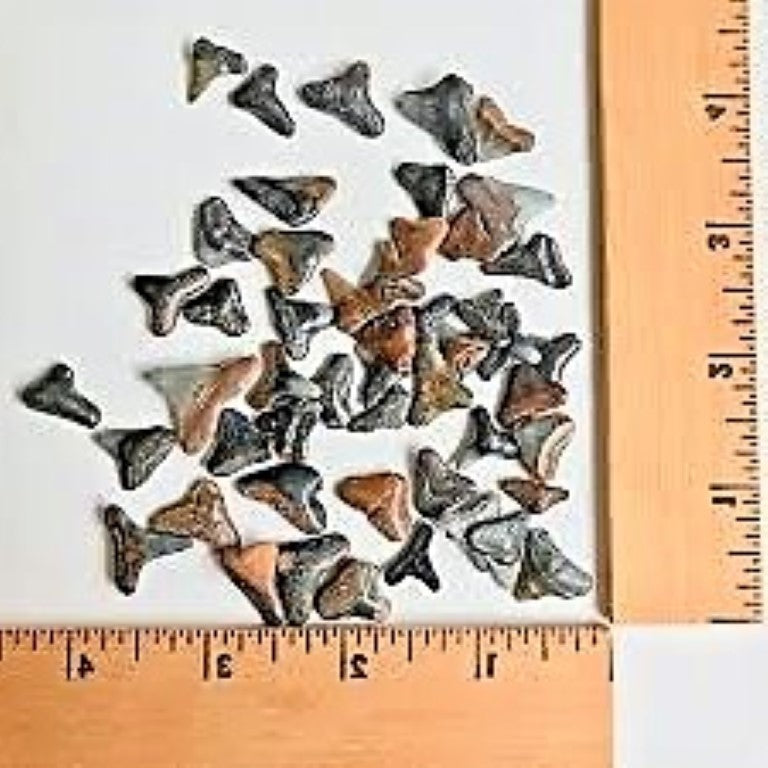 Shark Tooth Wholesale Lot of 25 Partial Teeth Bull, Hammerhead, Lemon, Mako
