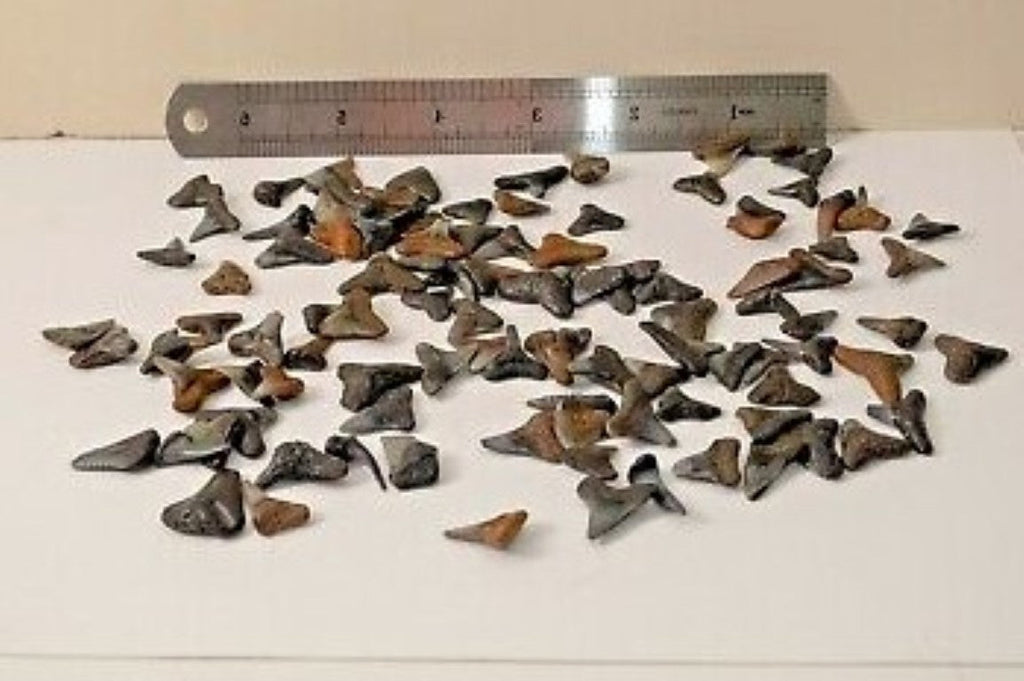 Shark Tooth Wholesale Lot of 25 Partial Teeth Bull, Hammerhead, Lemon, Mako