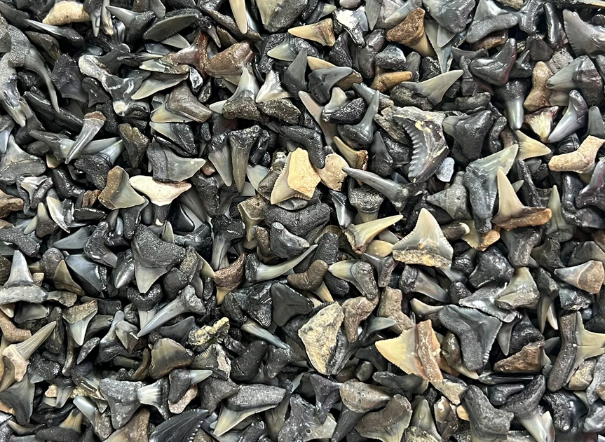 Shark Tooth Trinket Lot of 100 Partial Teeth Bull, Hammerhead, Sand, Mako